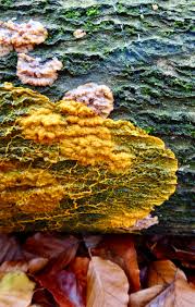 Attēlu rezultāti vaicājumam “Badhamia utricularis stalked”