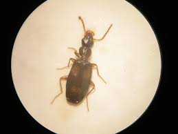 Attēlu rezultāti vaicājumam “Calodromius spilotus”