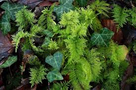 Attēlu rezultāti vaicājumam “Thuidium tamariscinum”