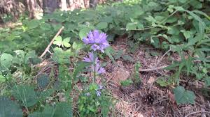 Attēlu rezultāti vaicājumam “Campanula cervicaria”