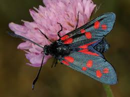 Attēlu rezultāti vaicājumam “Zygaena filipendulae”