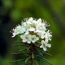 Attēlu rezultāti vaicājumam “Ledum palustre fruit”