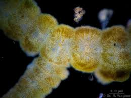 Attēlu rezultāti vaicājumam “Batrachospermum moniliforme”