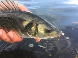 Image result for Segdoune Flyfishers` Angling Club