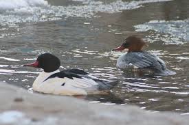 Attēlu rezultāti vaicājumam “Mergus merganser”