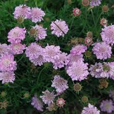 Image result for Knautia arvensis