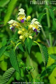 Attēlu rezultāti vaicājumam “Galeopsis speciosa”