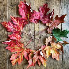 Attēlu rezultāti vaicājumam “Acer saccharinum leaf”