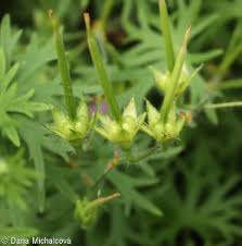 Attēlu rezultāti vaicājumam “Geranium sanguineum leaf”