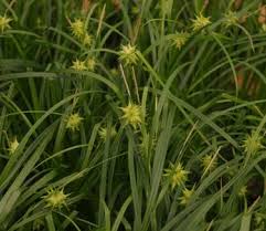 Attēlu rezultāti vaicājumam “Carex globularis flower”