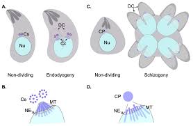 Attēlu rezultāti vaicājumam “undetermined plasmodium”