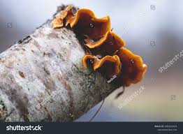 Attēlu rezultāti vaicājumam “Plicaturopsis crispa”