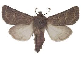 Attēlu rezultāti vaicājumam “Tholera cespitis”