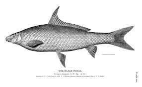 Image result for Cycleptus elongatus