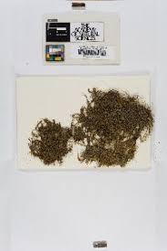 Attēlu rezultāti vaicājumam “Hygroamblystegium varium sporophyte”