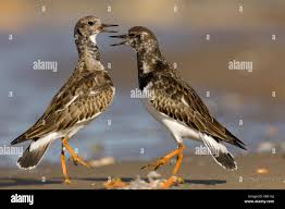 Attēlu rezultāti vaicājumam “Arenaria interpres”