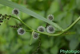 Attēlu rezultāti vaicājumam “Sparganium erectum aggr. leaf”
