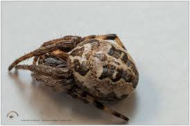 Attēlu rezultāti vaicājumam “Larinioides cornutus”