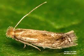 Attēlu rezultāti vaicājumam “Bucculatrix rhamniella”