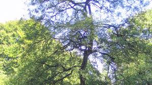 Attēlu rezultāti vaicājumam “Quercus robur fo. pectinata”