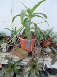 Attēlu rezultāti vaicājumam “Commelinaceae”