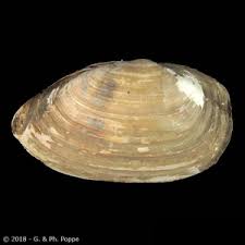 Attēlu rezultāti vaicājumam “Mya arenaria”