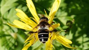 Attēlu rezultāti vaicājumam “Eristalis sp.”