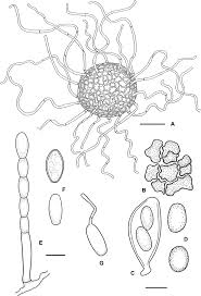 Attēlu rezultāti vaicājumam “Erysiphe galeopsidis”