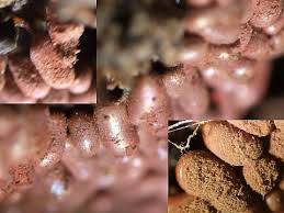 Attēlu rezultāti vaicājumam “Arcyria stipata macro”