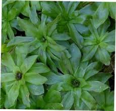 Attēlu rezultāti vaicājumam “Rhodobryum roseum”