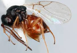 Attēlu rezultāti vaicājumam “Aulacidea hieracii”