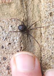 Attēlu rezultāti vaicājumam “Steatoda grossa female”