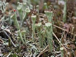 Attēlu rezultāti vaicājumam “Cladonia deformis”