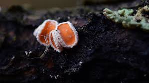 Attēlu rezultāti vaicājumam “Lachnellula willkommii”