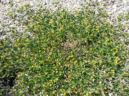 Attēlu rezultāti vaicājumam “Medicago lupulina flower”