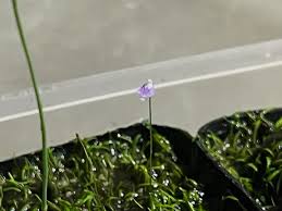 Attēlu rezultāti vaicājumam “Utricularia x neglecta leaf”