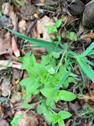 Attēlu rezultāti vaicājumam “Moehringia trinervia bud”