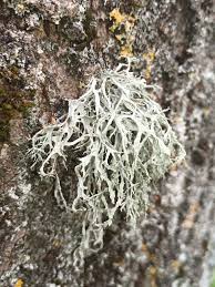 Attēlu rezultāti vaicājumam “Ramalina farinacea”