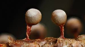 Attēlu rezultāti vaicājumam “Diachea leucopodia stalked”