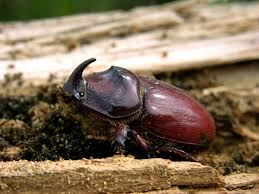 Attēlu rezultāti vaicājumam “Oryctes nasicornis”