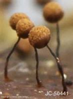 Attēlu rezultāti vaicājumam “Cribraria vulgaris macro”