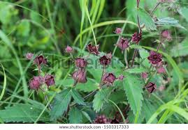 Attēlu rezultāti vaicājumam “Comarum palustre flower”