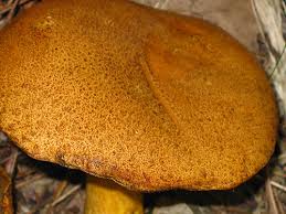 Attēlu rezultāti vaicājumam “Suillus variegatus”