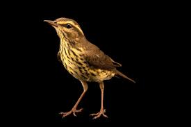 Image result for Seiurus noveboracensis