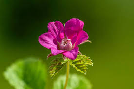 Attēlu rezultāti vaicājumam “Rubus arcticus flower”
