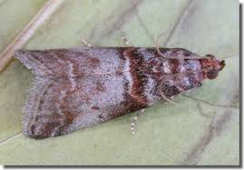 Attēlu rezultāti vaicājumam “Acrobasis advenella”