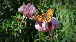 Attēlu rezultāti vaicājumam “Boloria titania underside”