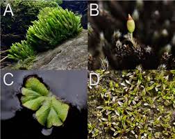 Attēlu rezultāti vaicājumam “Grimmia muehlenbeckii sporophyte”