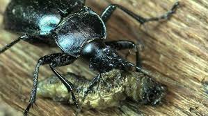 Attēlu rezultāti vaicājumam “Carabus violaceus”