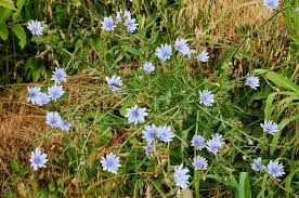 Image result for Cichorium intybus